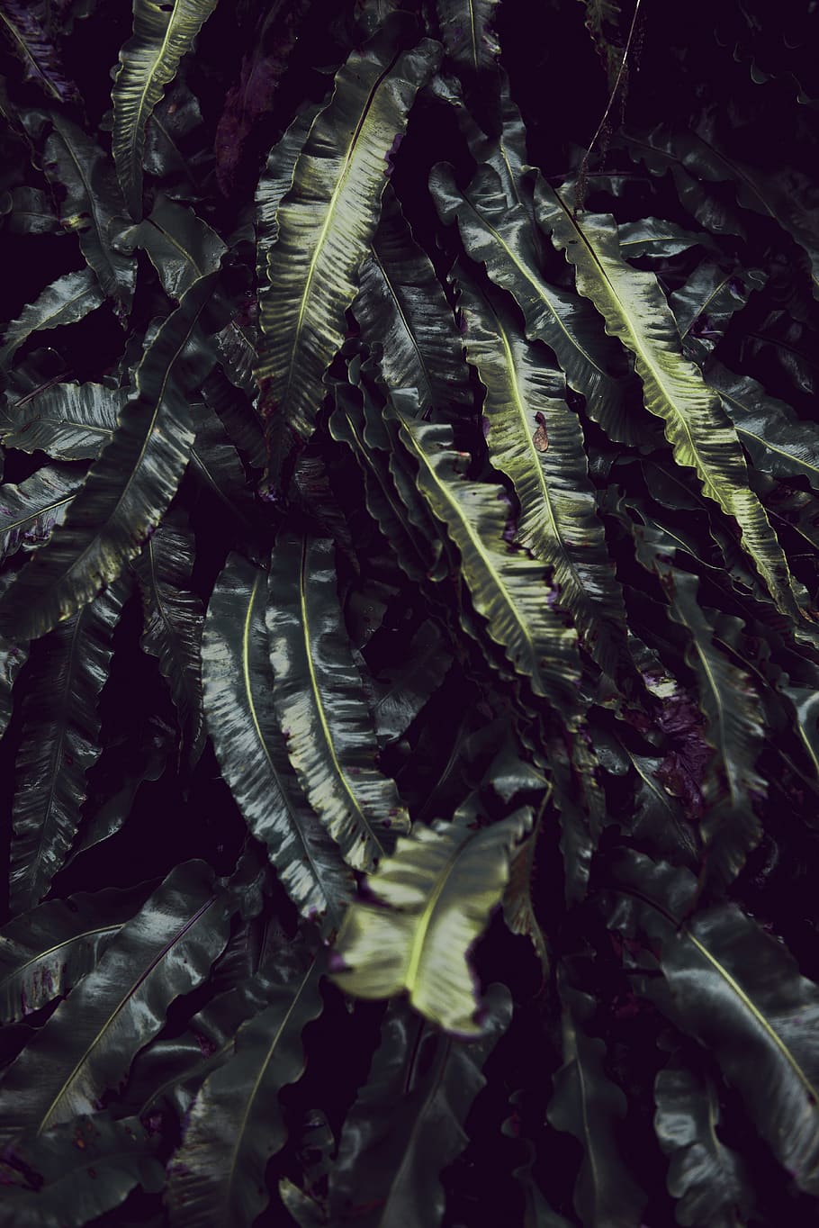 green-leafed plant, full frame, backgrounds, plant part, no people HD wallpaper