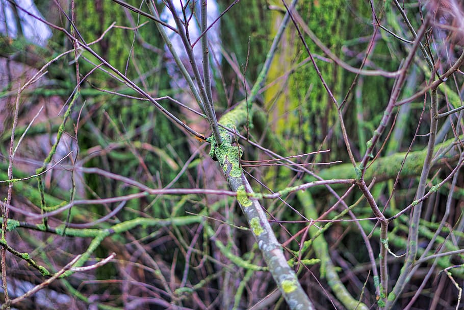 tree, wood, nature, plant, one animal, animal wildlife, animal themes HD wallpaper