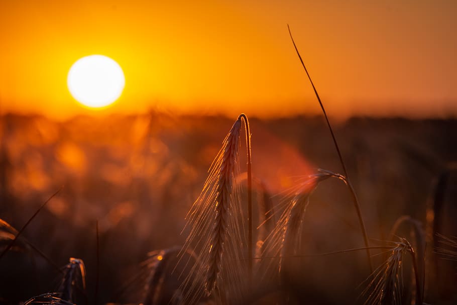 field, sunset, cereals, summer, mood, evening, sky, orange color HD wallpaper