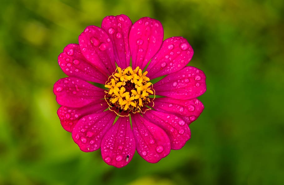 nature, flower, flora, spring, bloom, blossom, pink, color HD wallpaper