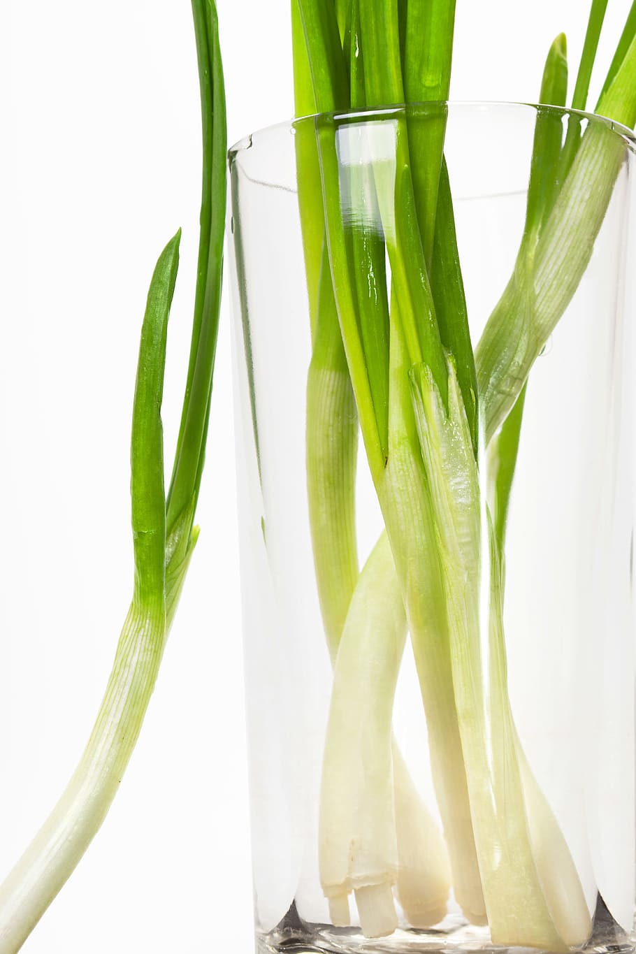 onion, green, spring, fresh, cook, closeup, diet, gourmet, salad HD wallpaper