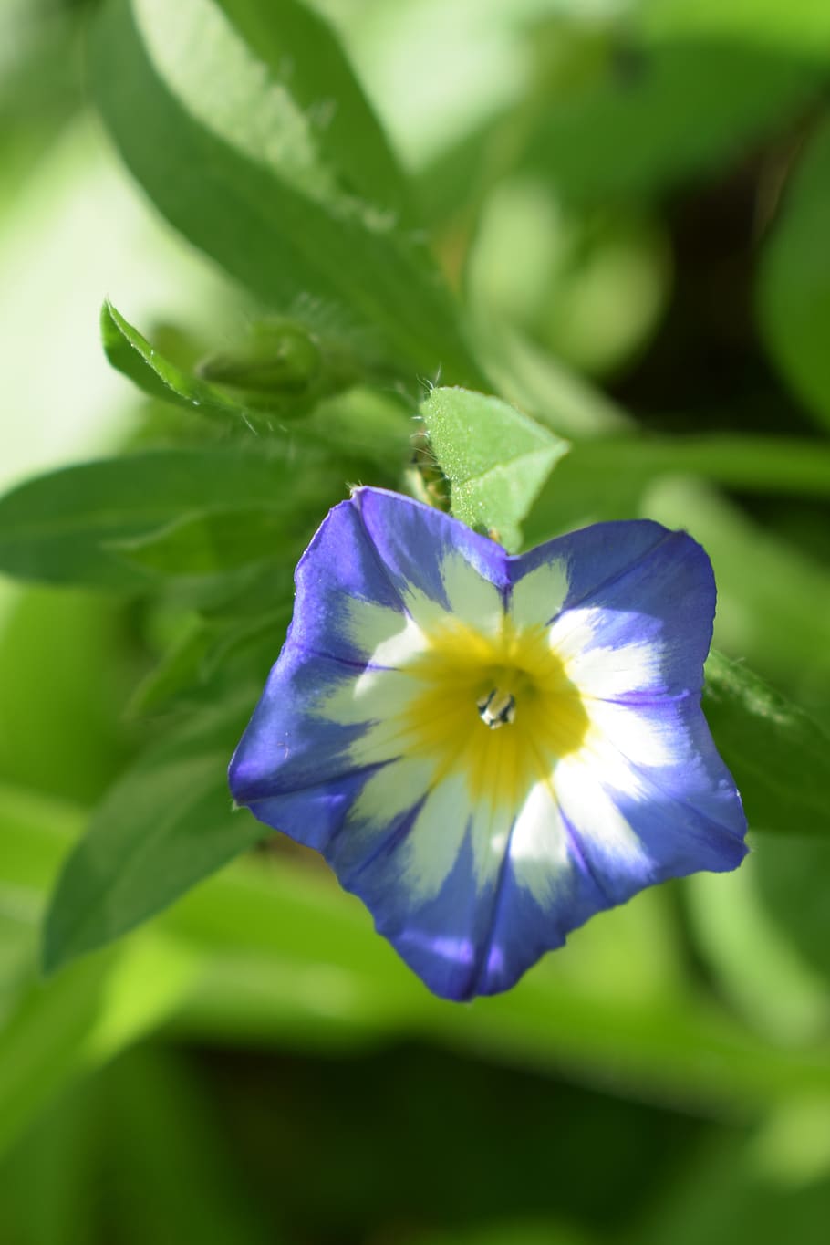 stans, blue, climb, flowering plant, freshness, petal, beauty in nature HD wallpaper