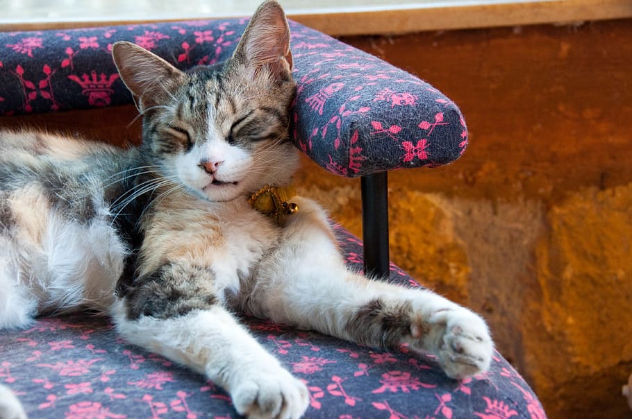 greece, athens, pets, sleep, cat, cat nap, cats, domestic, domestic animals HD wallpaper