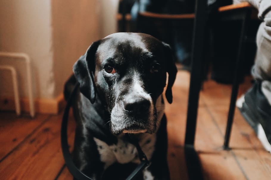 germany, berlin, neumanns café, one animal, pets, domestic animals HD wallpaper