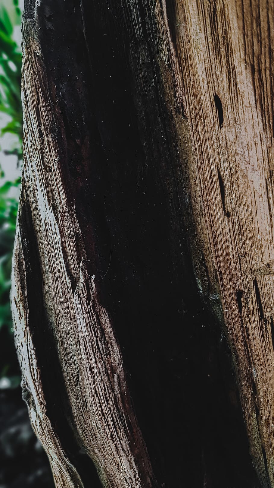 plant, tree, tree trunk, wood, animal, plywood, redwood, bird HD wallpaper
