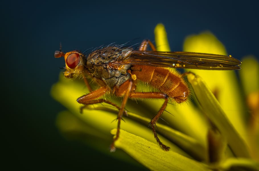 macro, insect, flower, invertebrate, animal themes, one animal HD wallpaper
