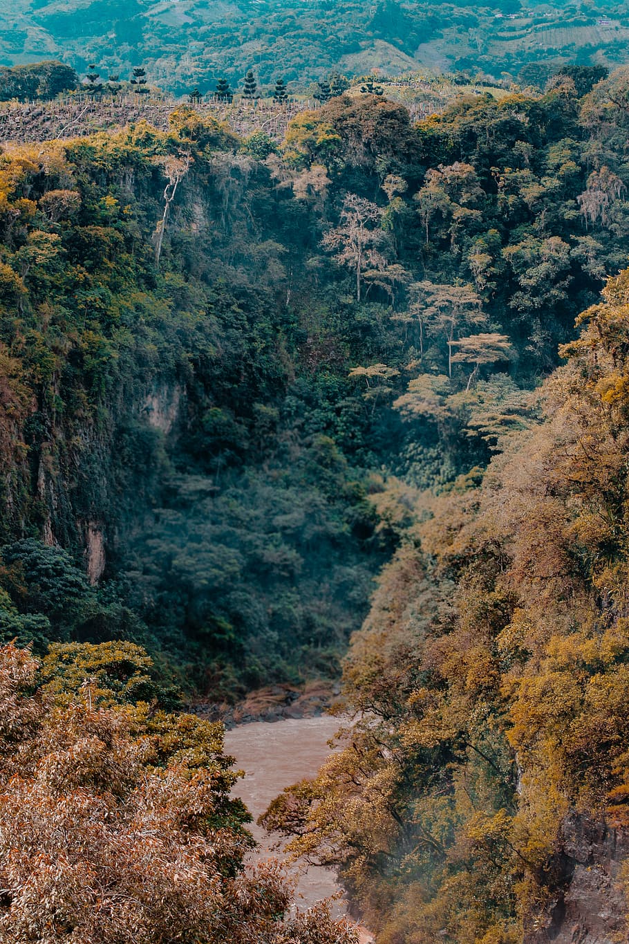Landscape Photography of Forest, cliffs, daylight, environment HD wallpaper