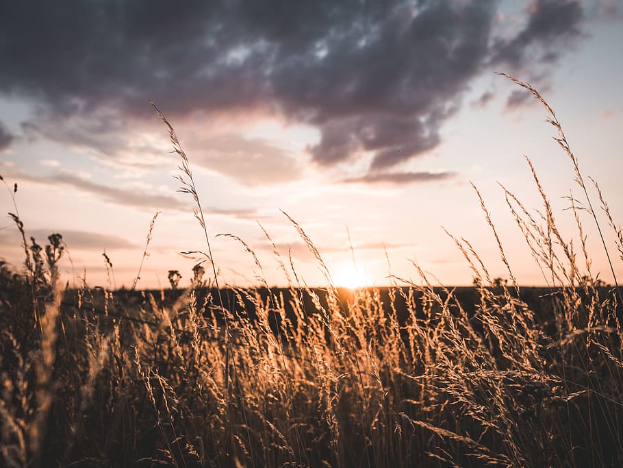 Landscape Photo of Brown Grains during Sunset, clouds, dawn, environment HD wallpaper