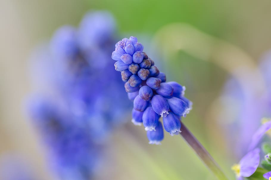 Selective Focus of Purple Flower, beautiful, bloom, blooming HD wallpaper