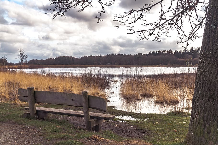 tree, water, bench, scenic, landscape, lake, tranquility, sky HD wallpaper