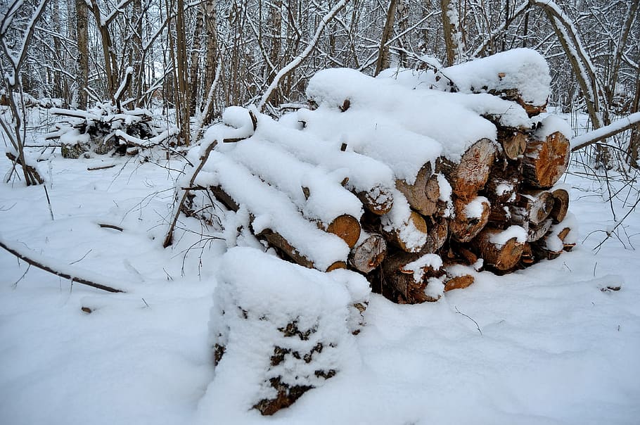winter, forest, felling, logs, cold, snow, frost, firewood HD wallpaper