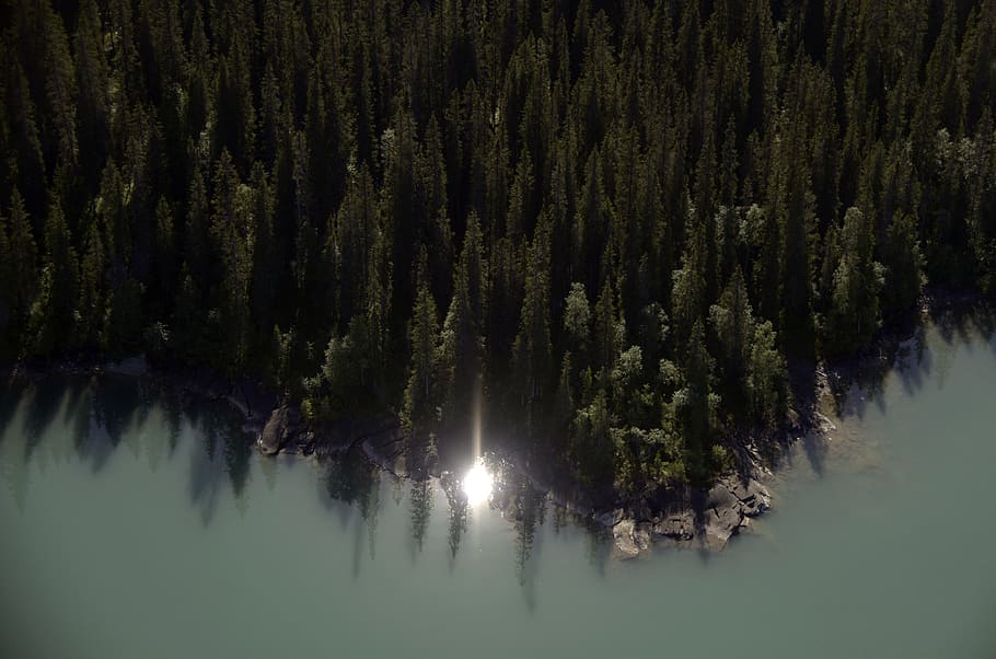 forest, trees, lake, river, green, water, ocean, reflection HD wallpaper