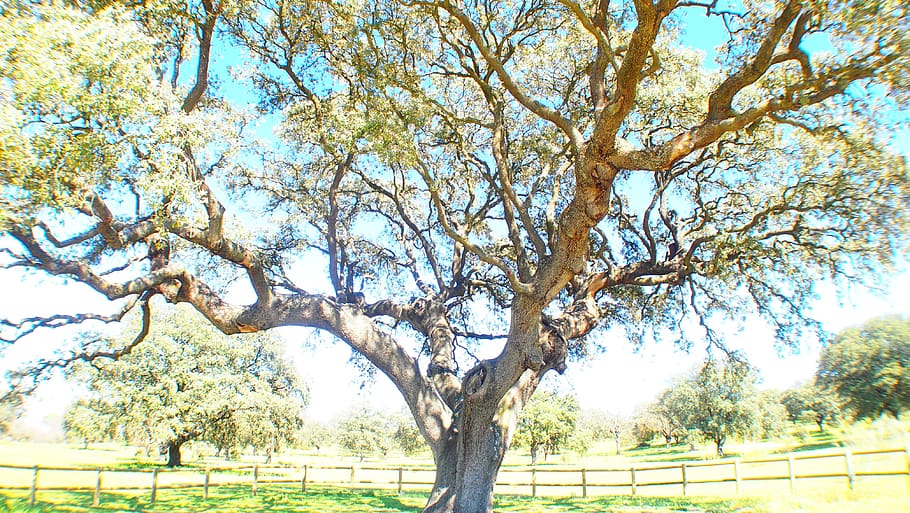 spain, boadilla del monte, tree, holm oak, spring, plant, day HD wallpaper