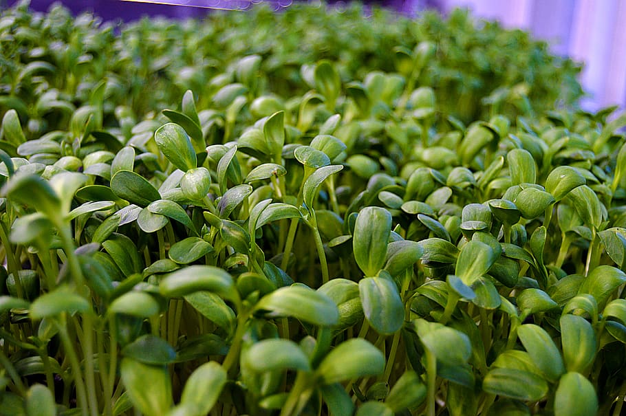 united states, murphysboro, microgreens, sunflower microgreens, HD wallpaper