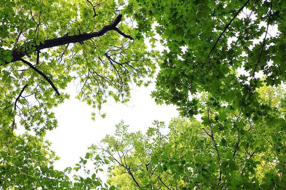 leaf, green, leaves, blur, plant, close-up, garden, branch HD wallpaper