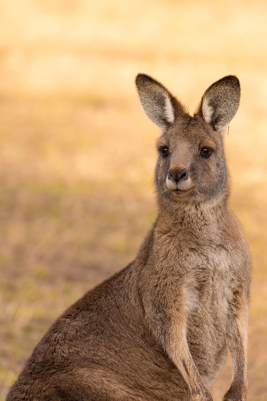 wallpaper: kangaroo, marsupial, mammal, australia, wildlife, animal, nature | Wallpaper Flare