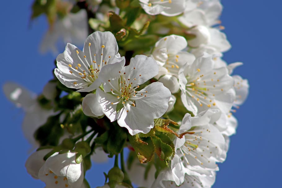 cherry, blossom, bloom, white, nature, spring, branch, cherry blossom HD wallpaper