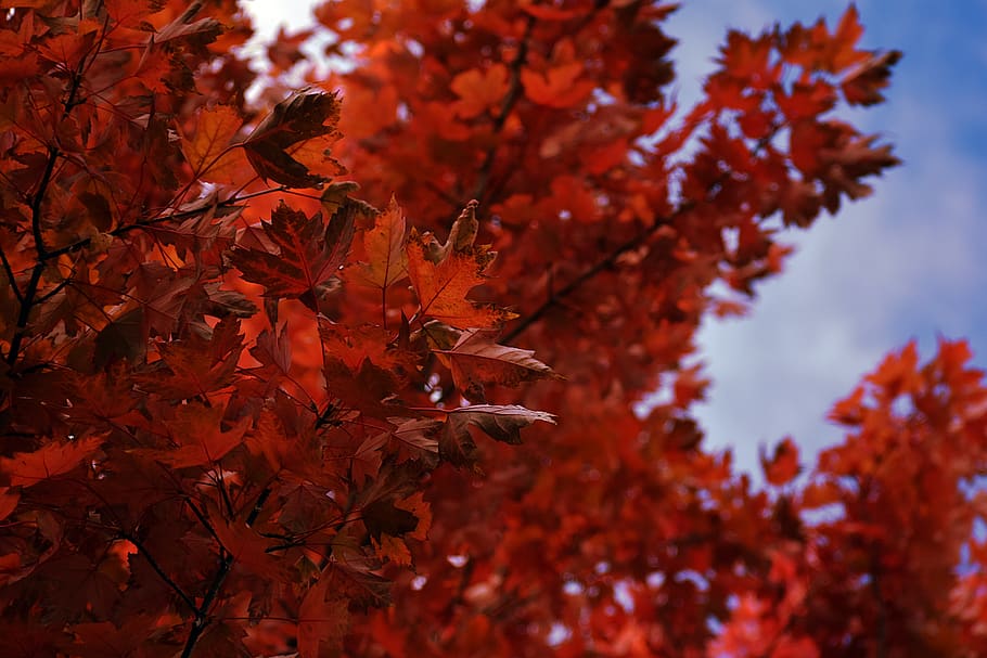 united states, bend, autumn, change, tree, plant part, leaf HD wallpaper