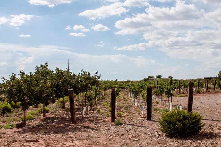 pistachio tree, sky, cloud - sky, plant, landscape, growth HD wallpaper