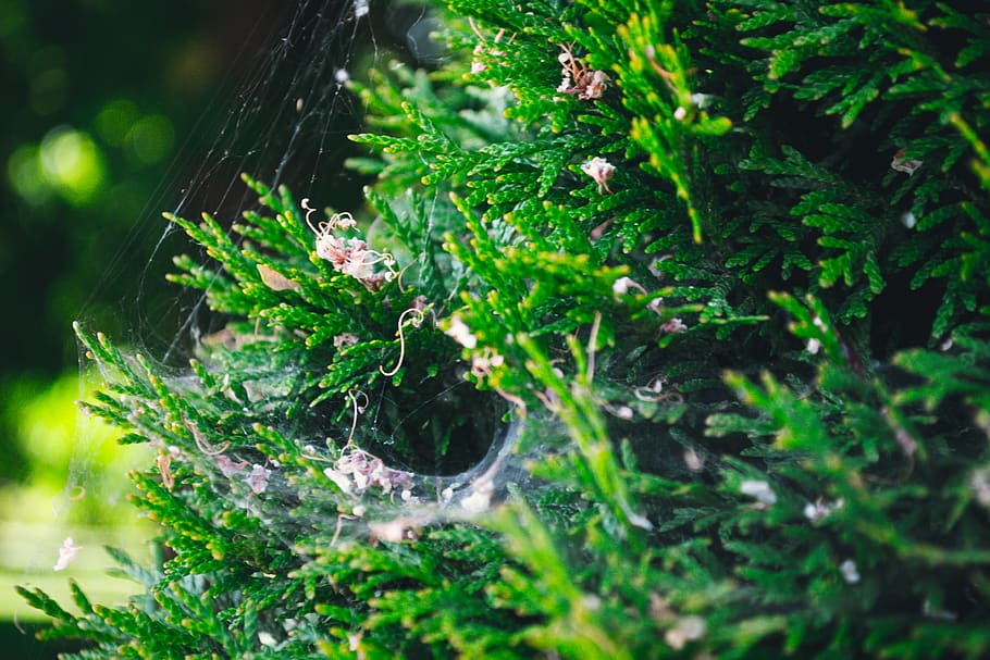 moss, tree, green, macro, photo, photography, leaf, spider HD wallpaper