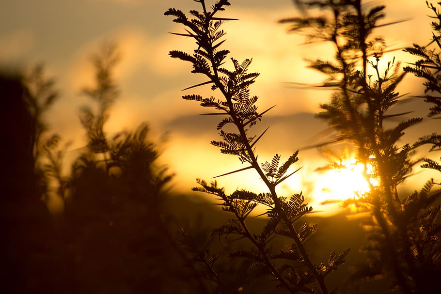 plants, nature, leaves, ferns, shadows, silhouette, sky, sun HD wallpaper