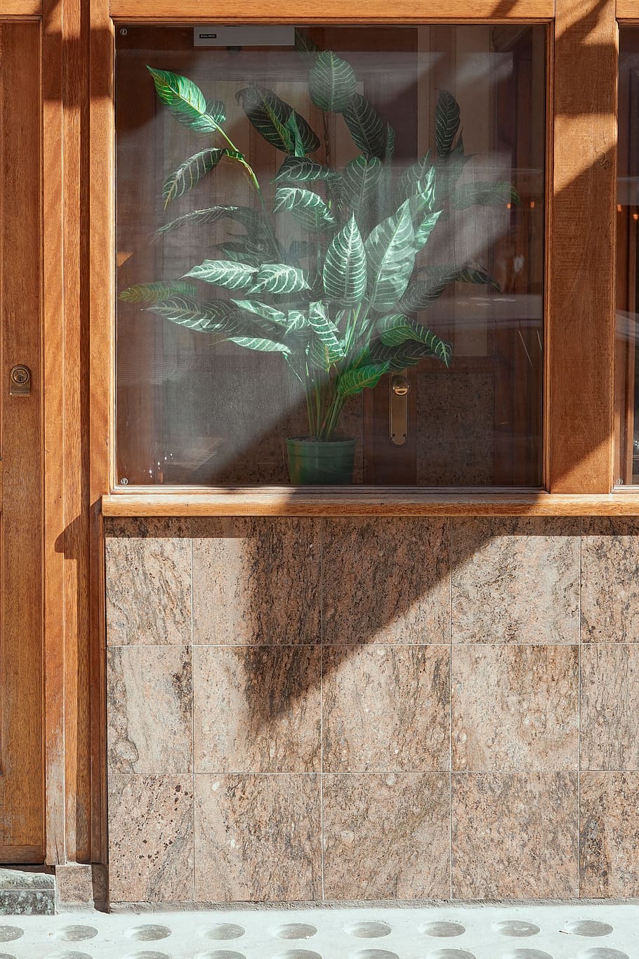 green leafed plants beside window, shadow, decor, wall, building HD wallpaper
