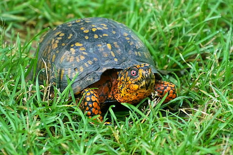 A box turtle crawling along in a grassy field., land turtles HD wallpaper