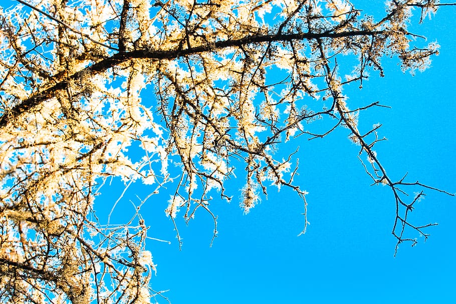 yellow, blue, design, tree, flowers, cherry blossom, graphic design HD wallpaper