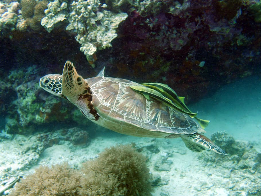 philippines, animal themes, underwater, animal wildlife, animals in the wild HD wallpaper