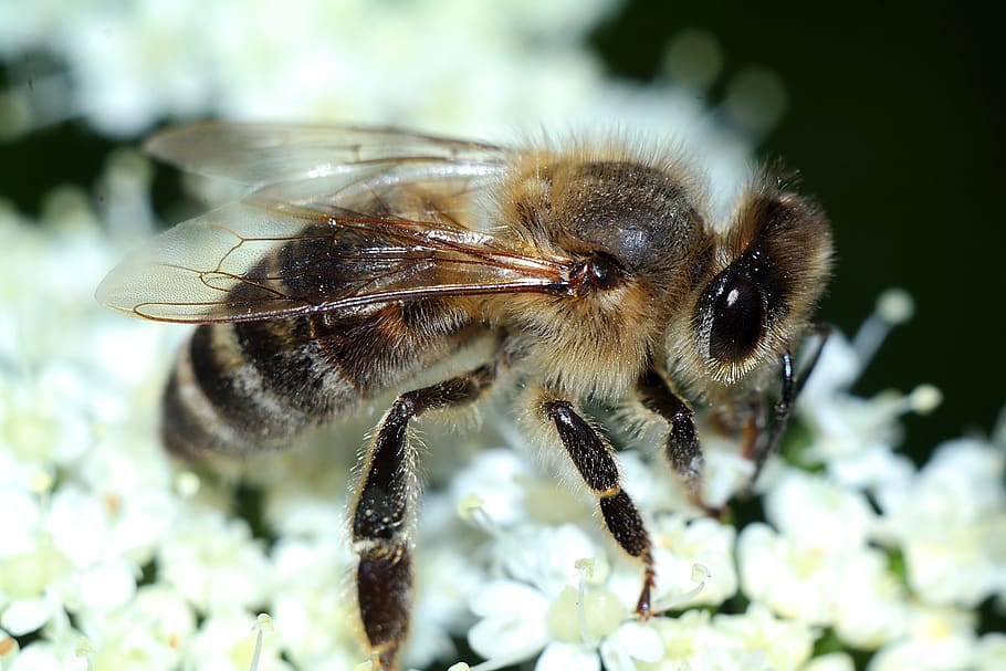 bee, insect, macro, closeup, nature, pollination, animal themes HD wallpaper