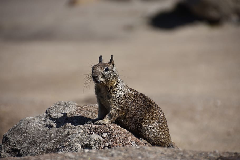 squirrel, nature, animal, cute, rodent, animal world, nager HD wallpaper