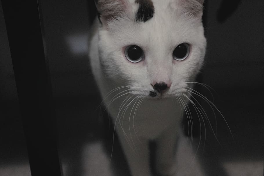 cat, animals, mammal, domestic, pets, domestic animals, domestic cat HD wallpaper