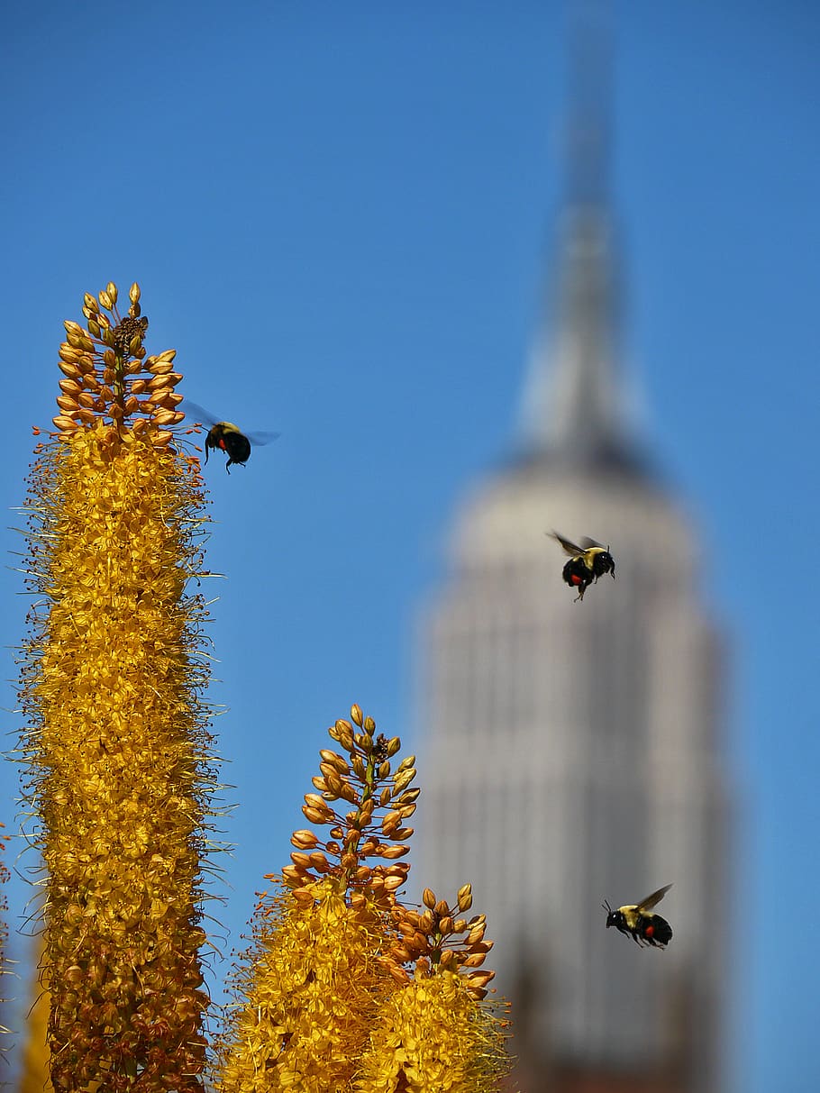 high line, new york, united states, summer, bees, yellow, blue, HD wallpaper