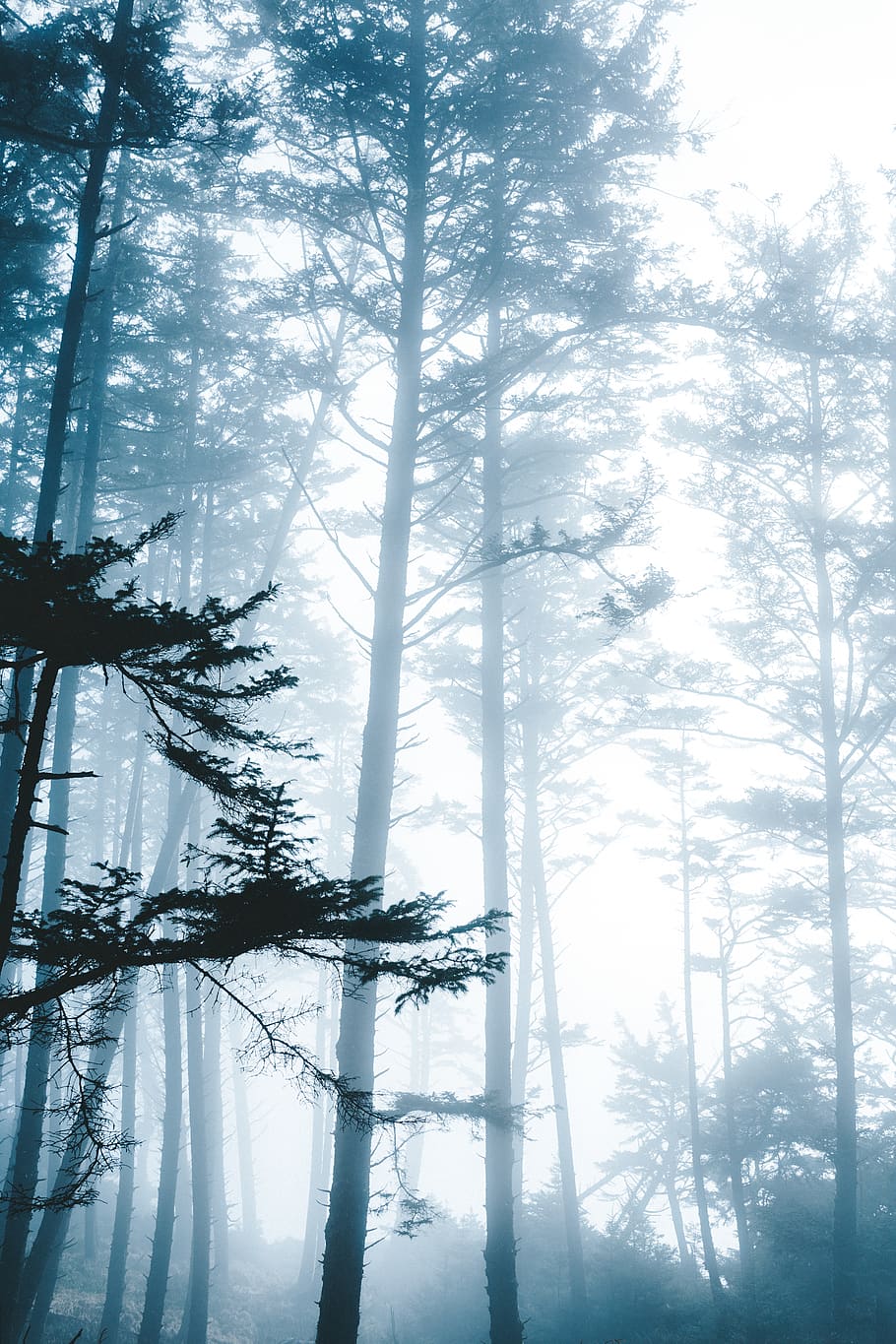 forest under white sky, tree, plant, fir, abies, nature, fog HD wallpaper