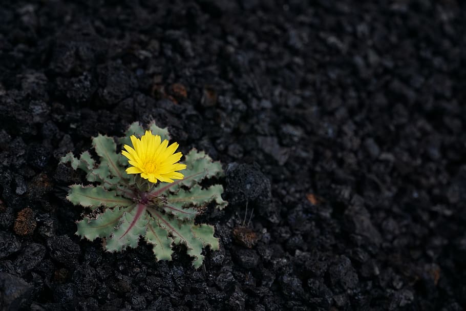thistle, yellow, black, volcano, small, flower, flowering plant HD wallpaper