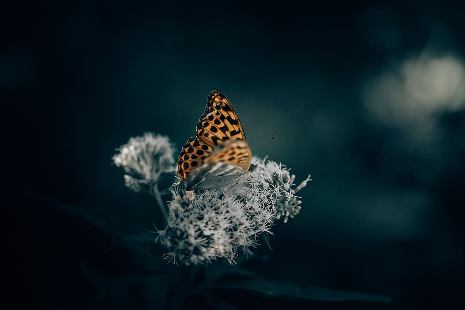 brown and black butterfly perched on white flower in selective focus photography HD wallpaper