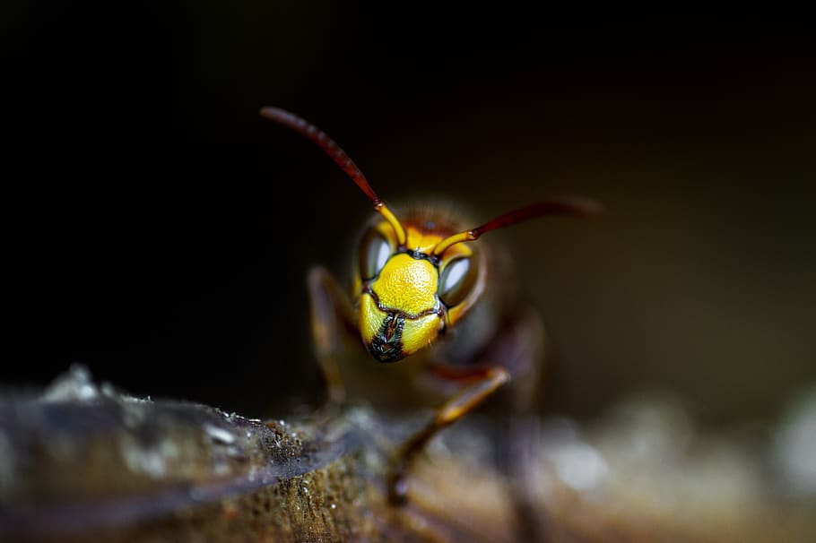 wasps, insect, nature, macro, animal, animal world, close up HD wallpaper