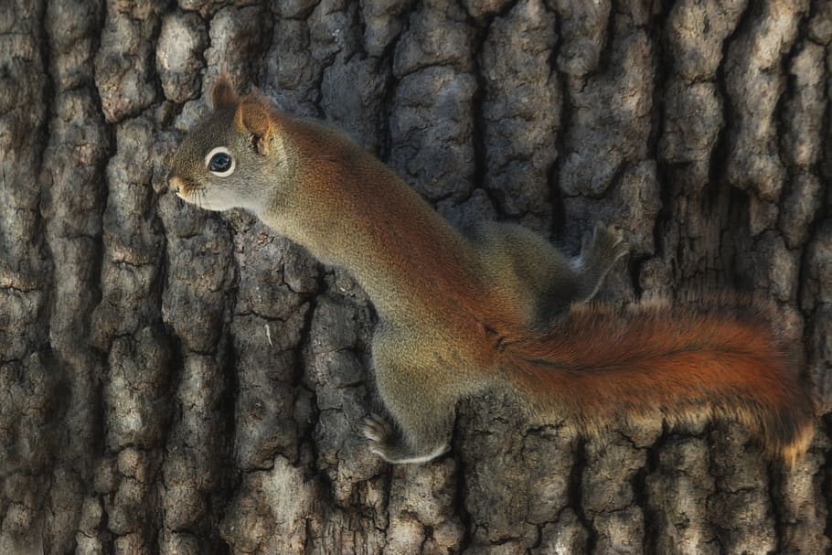 watch, wait, eye, red squirrel, wildlife, nature, graphic, pose HD wallpaper