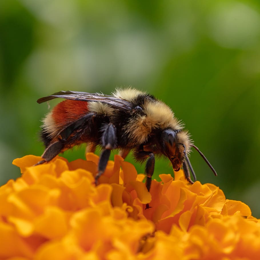 nature, close-up, insect, bee, garden, summer, animal, honeybee HD wallpaper