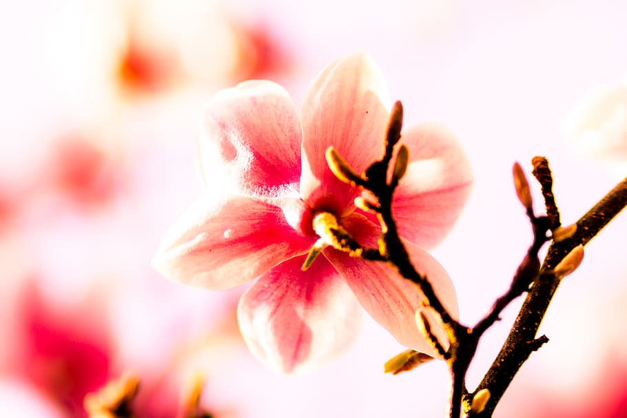 germany, spring, springtime, flower, colorful, spring 2018 HD wallpaper