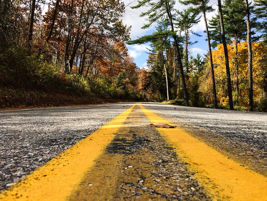 gray and yellow road between trees, plant, direction, the way forward HD wallpaper