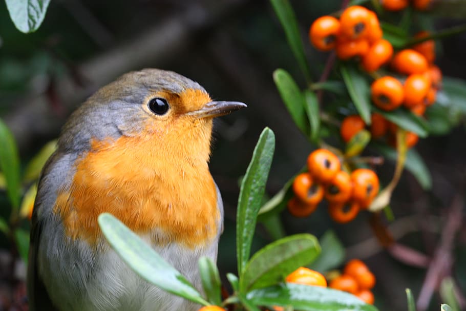 turkey, fatih, i̇stanbul, animal themes, close-up, plant, orange color HD wallpaper