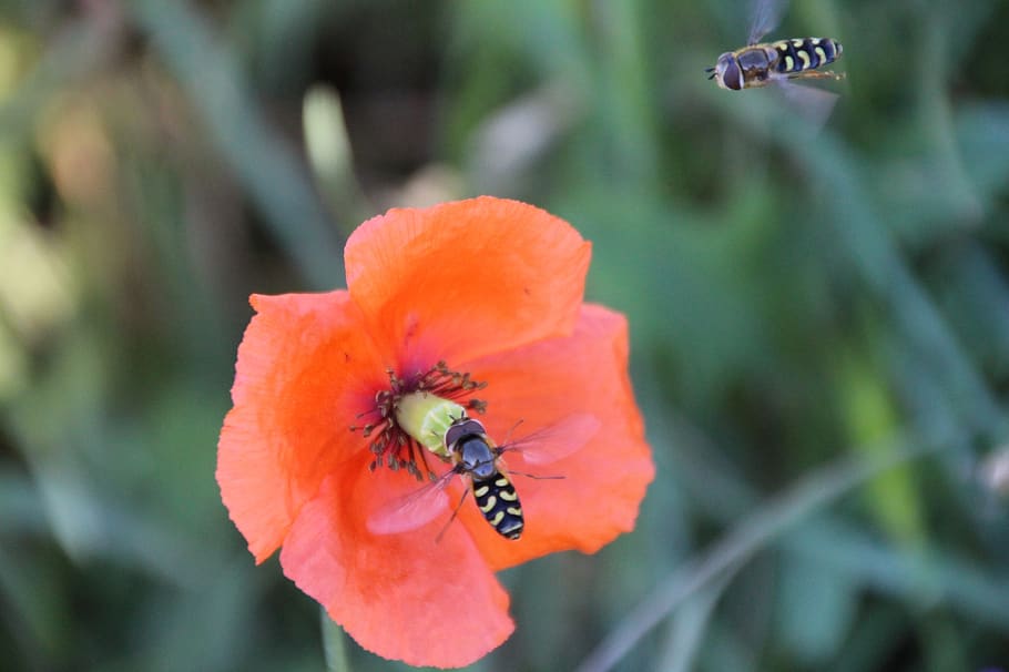 Two Flying Hover Bee Flies Near at Orange Flower, bees, bloom HD wallpaper