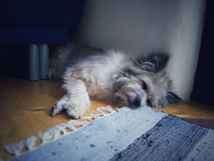 sleeping, dog, one animal, mammal, animal themes, domestic animals HD wallpaper
