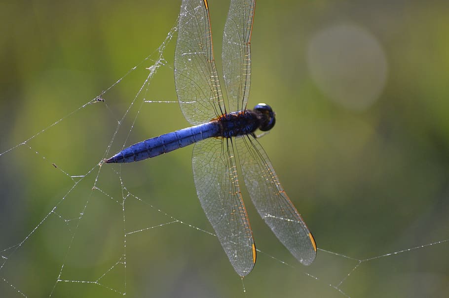 australia, whiteside, animal, animals in the wild, insect, animal wildlife HD wallpaper