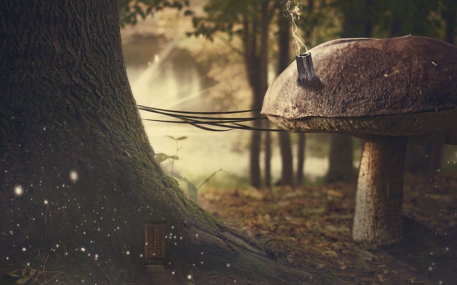 fungus, door, forest, light, sky storm, tree trunk, focus on foreground HD wallpaper