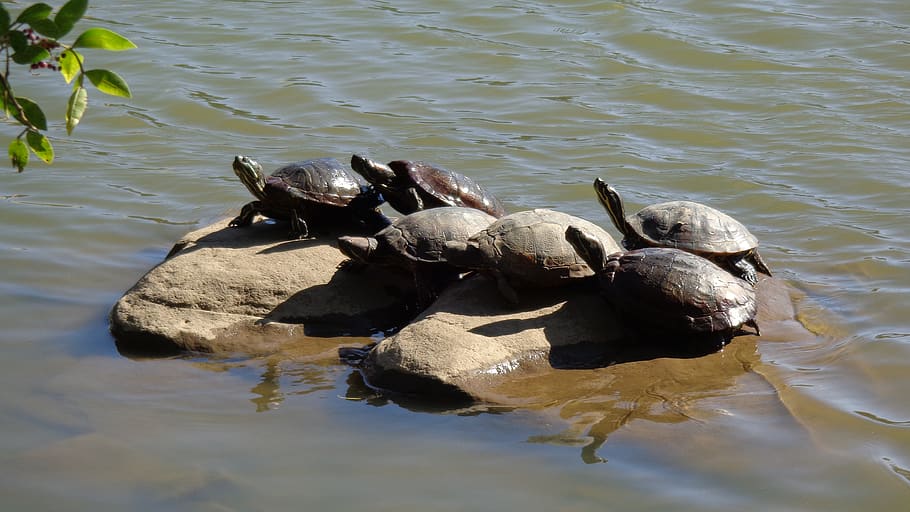 turtle, lake, rock, sun, nature, water, animal wildlife, group of animals HD wallpaper