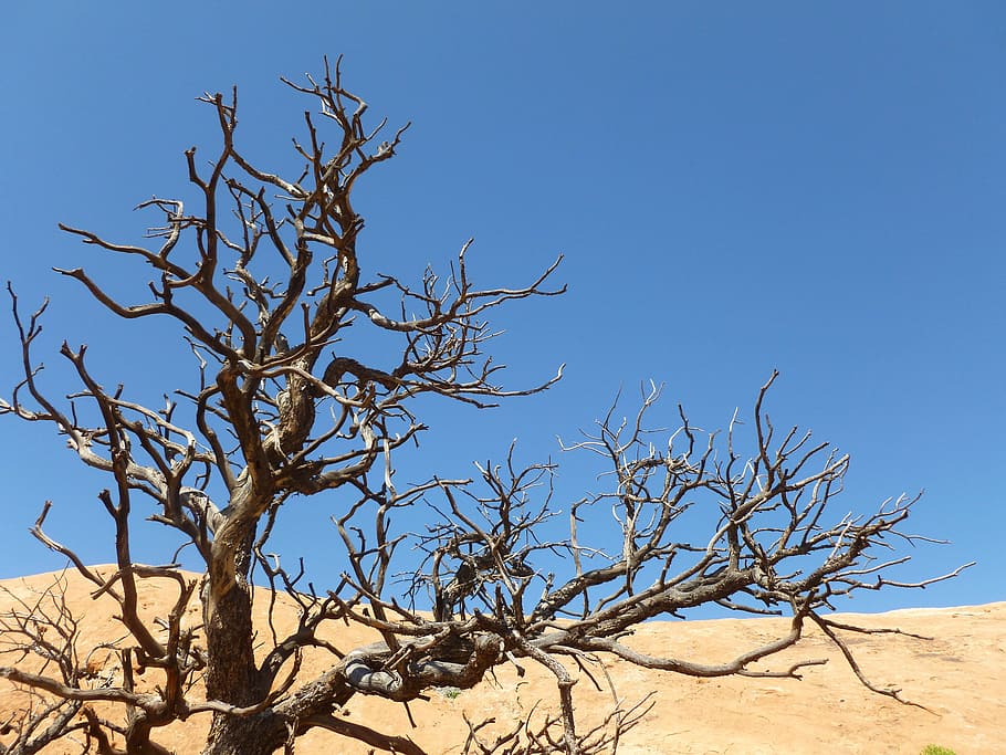 tree, branch, plant, sky, desert, dune, flower, dry, flora HD wallpaper