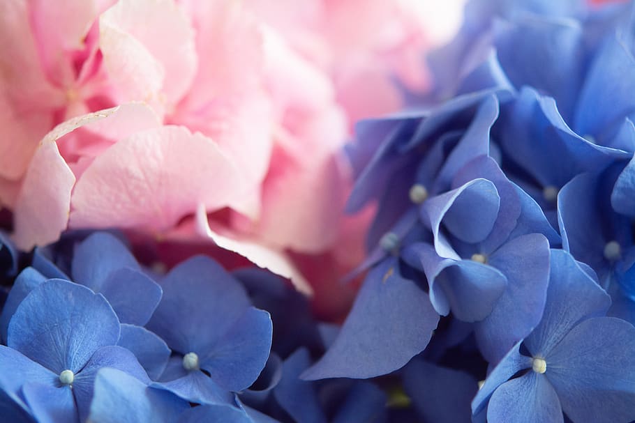 hydrangea, flowers, nature, blue, flora, purple, blossom, plant HD wallpaper