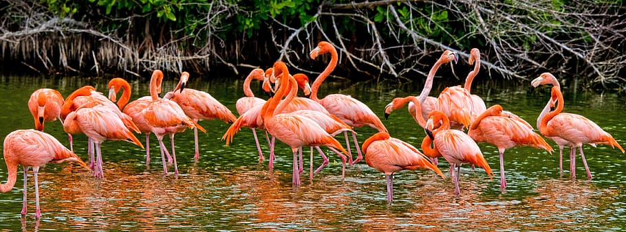 flamingos, cuba, pink, bird, animal themes, animals in the wild HD wallpaper